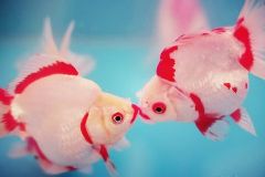 悲伤的鱼开云online(中国)