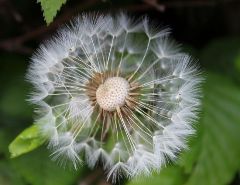 描写蒲公英的开云online(中国)