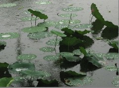 借景抒情开云online(中国)200字-看雨景