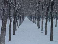在那些飘雪的日子-借景抒情开云online(中国)800字